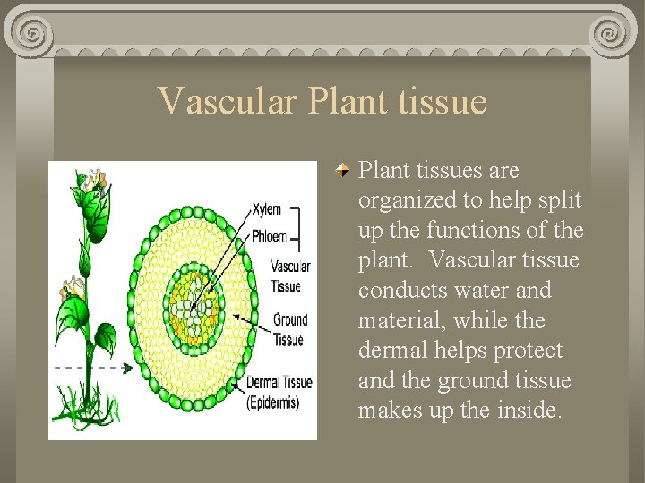 Vascular Plant tissues are organized to help split up the functions of the plant.