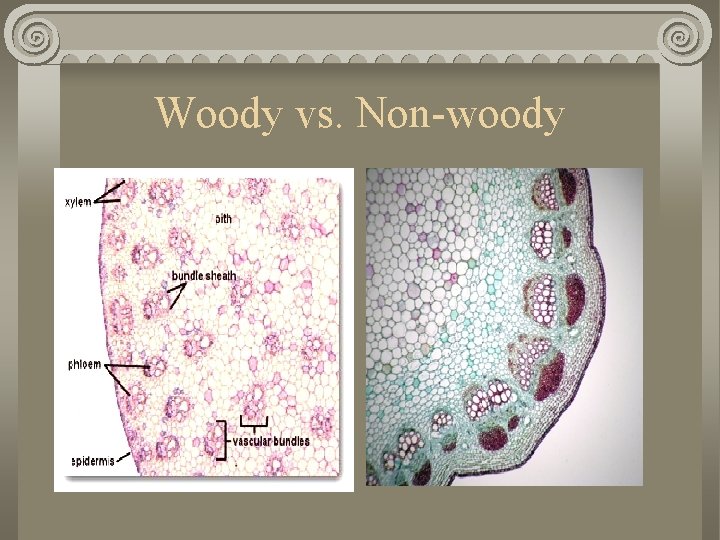 Woody vs. Non-woody 