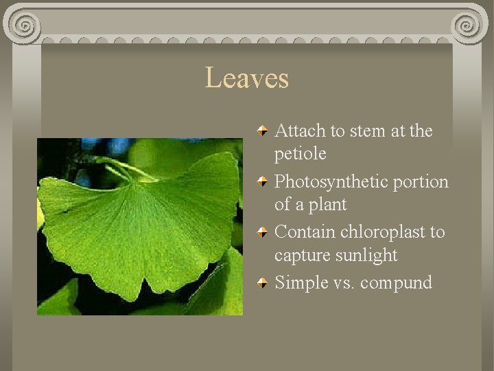 Leaves Attach to stem at the petiole Photosynthetic portion of a plant Contain chloroplast