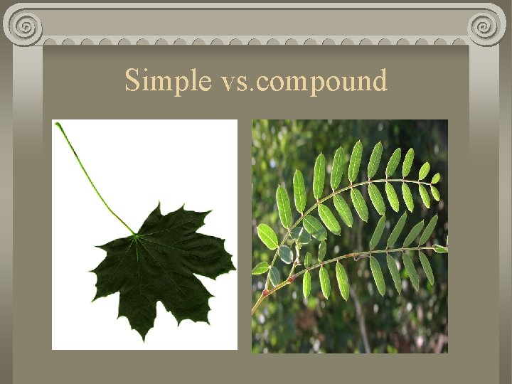 Simple vs. compound 