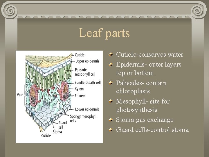 Leaf parts Cuticle-conserves water Epidermis- outer layers top or bottom Palisades- contain chloroplasts Mesophyll-