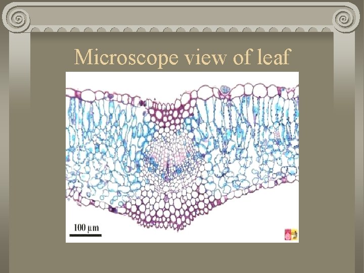 Microscope view of leaf 