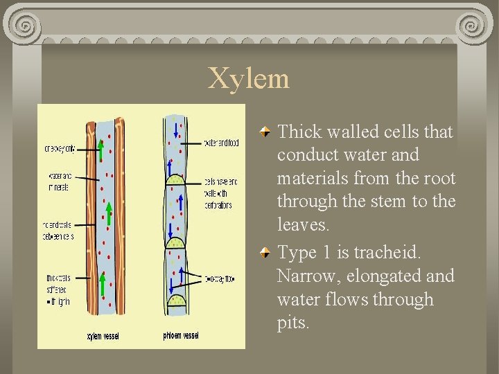 Xylem Thick walled cells that conduct water and materials from the root through the