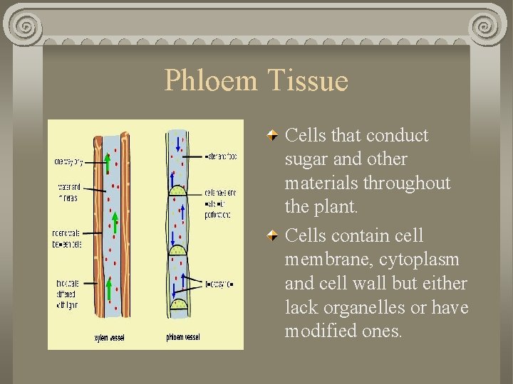Phloem Tissue Cells that conduct sugar and other materials throughout the plant. Cells contain