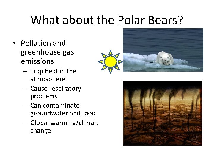What about the Polar Bears? • Pollution and greenhouse gas emissions – Trap heat