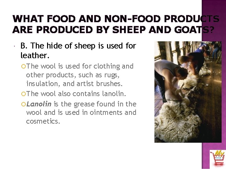 WHAT FOOD AND NON-FOOD PRODUCTS ARE PRODUCED BY SHEEP AND GOATS? B. The hide