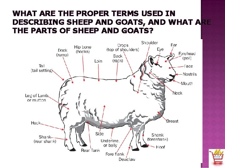 WHAT ARE THE PROPER TERMS USED IN DESCRIBING SHEEP AND GOATS, AND WHAT ARE