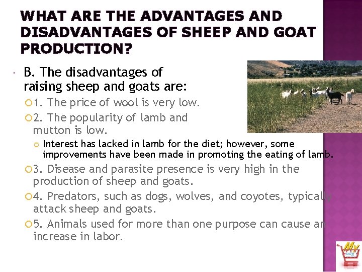 WHAT ARE THE ADVANTAGES AND DISADVANTAGES OF SHEEP AND GOAT PRODUCTION? B. The disadvantages