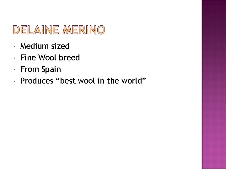  Medium sized Fine Wool breed From Spain Produces “best wool in the world”