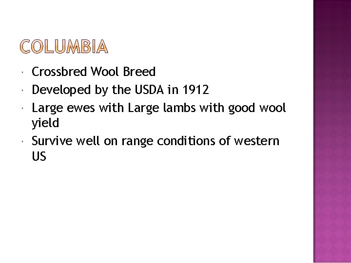  Crossbred Wool Breed Developed by the USDA in 1912 Large ewes with Large
