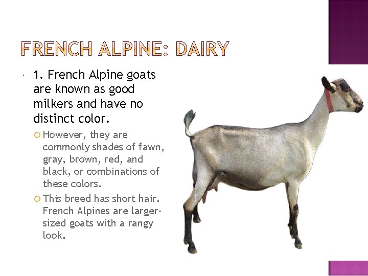  1. French Alpine goats are known as good milkers and have no distinct