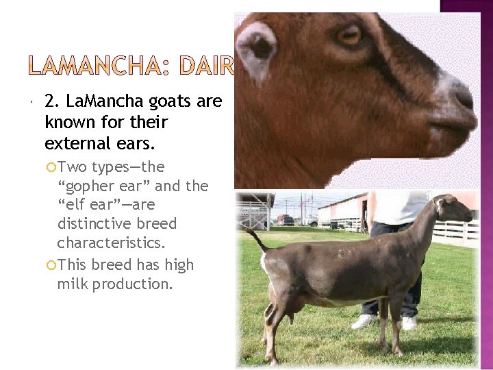  2. La. Mancha goats are known for their external ears. Two types—the “gopher