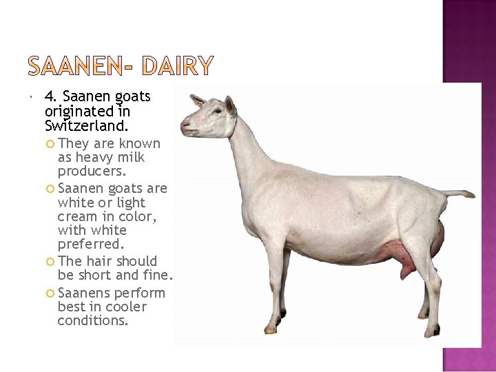  4. Saanen goats originated in Switzerland. They are known as heavy milk producers.