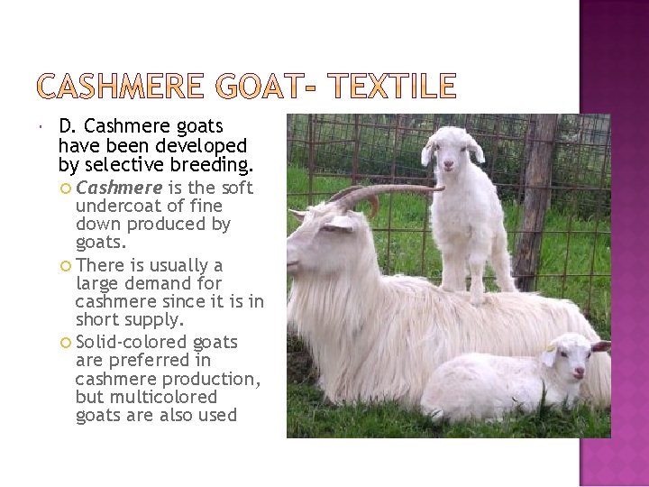  D. Cashmere goats have been developed by selective breeding. Cashmere is the soft