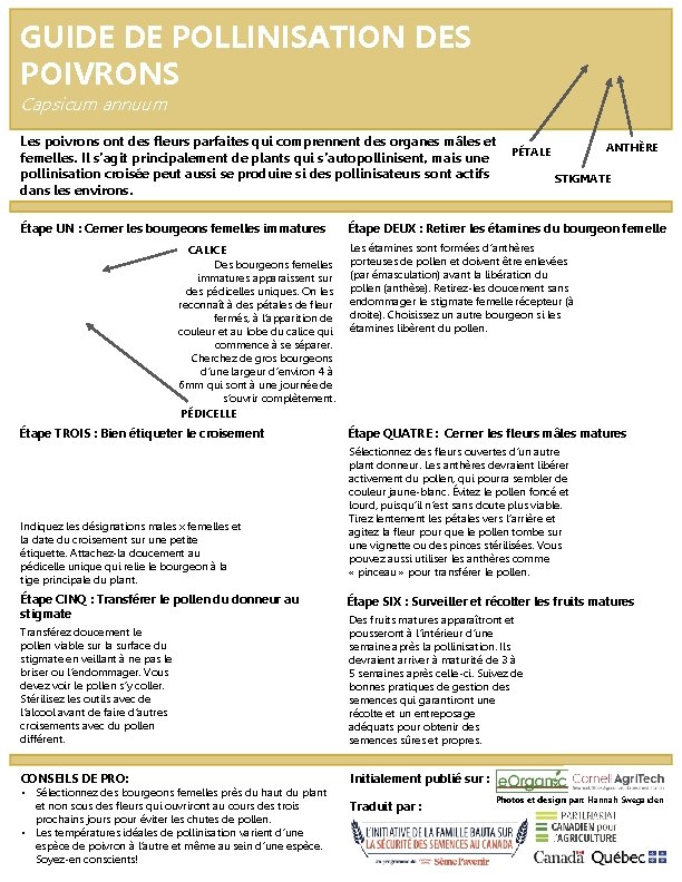 GUIDE DE POLLINISATION DES POIVRONS Capsicum annuum Les poivrons ont des fleurs parfaites qui