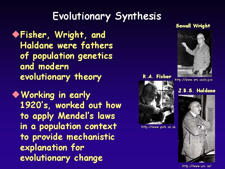 Evolutionary Synthesis u. Fisher, Wright, and Haldane were fathers of population genetics and modern Evolutionary Synthesis u. Fisher, Wright, and Haldane were fathers of population genetics and modern