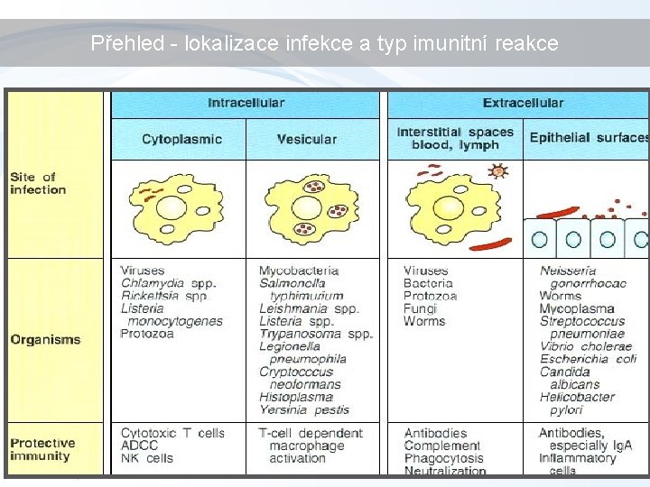 Přehled - lokalizace infekce a typ imunitní reakce 