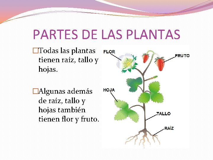 PARTES DE LAS PLANTAS �Todas las plantas tienen raíz, tallo y hojas. �Algunas además