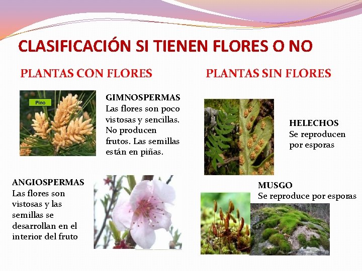 CLASIFICACIÓN SI TIENEN FLORES O NO PLANTAS CON FLORES GIMNOSPERMAS Las flores son poco