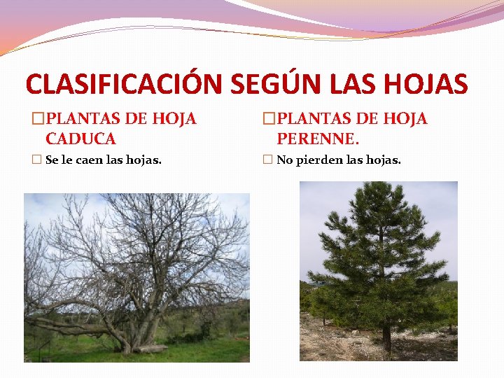 CLASIFICACIÓN SEGÚN LAS HOJAS �PLANTAS DE HOJA CADUCA �PLANTAS DE HOJA PERENNE. � Se