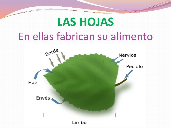 LAS HOJAS En ellas fabrican su alimento 