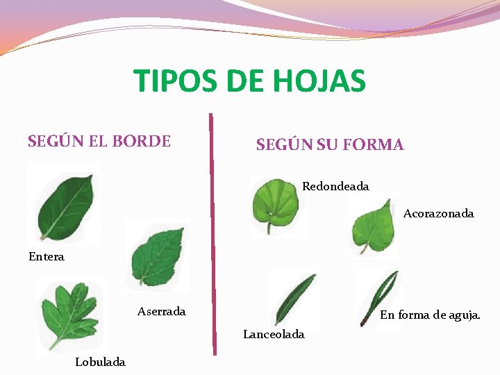 TIPOS DE HOJAS SEGÚN EL BORDE SEGÚN SU FORMA Redondeada Acorazonada Entera Aserrada En