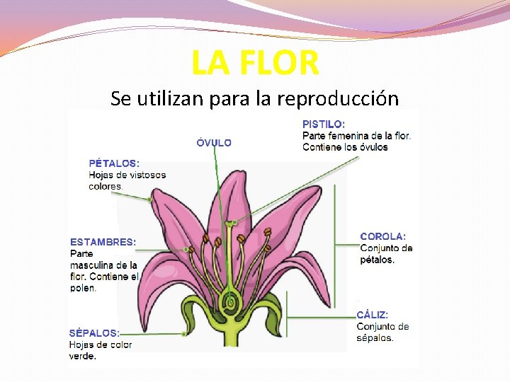 LA FLOR Se utilizan para la reproducción 