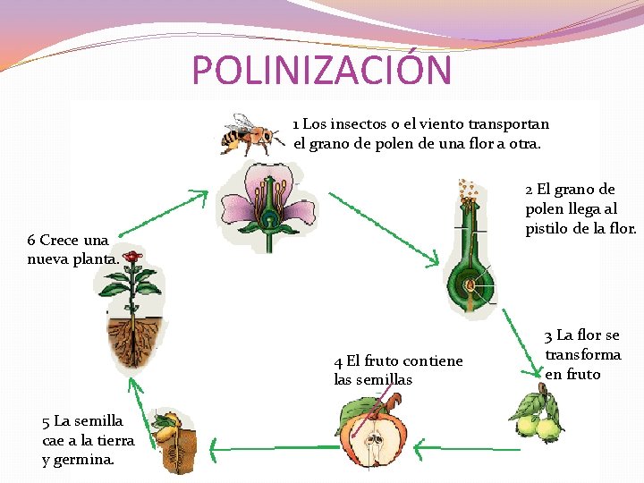 POLINIZACIÓN 1 Los insectos o el viento transportan el grano de polen de una