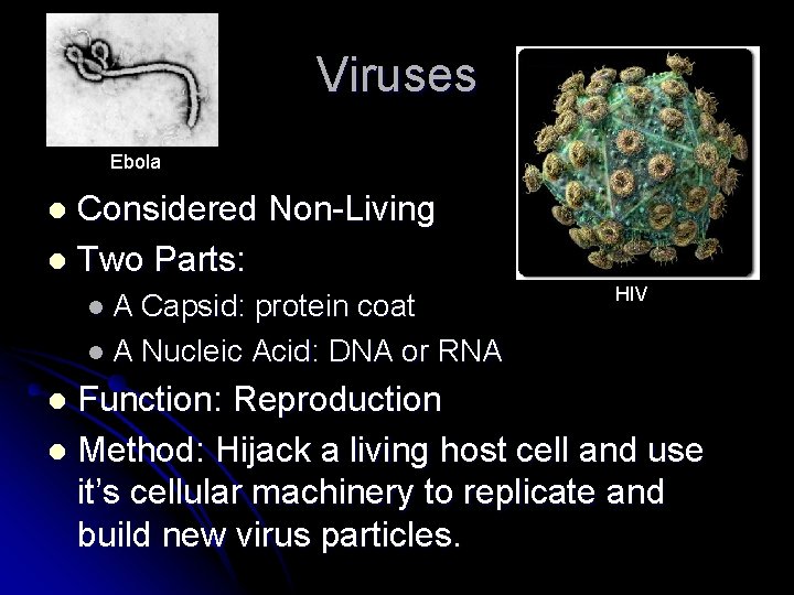 Viruses Ebola Considered Non-Living l Two Parts: l l. A Capsid: protein coat l