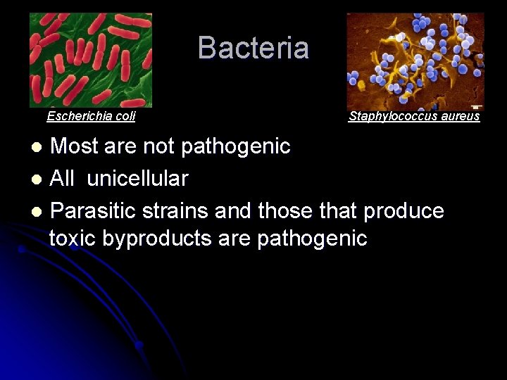 Bacteria Escherichia coli Staphylococcus aureus Most are not pathogenic l All unicellular l Parasitic