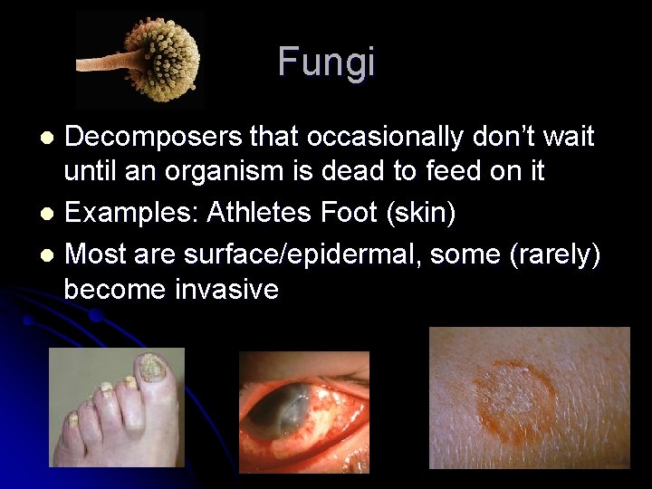 Fungi Decomposers that occasionally don’t wait until an organism is dead to feed on