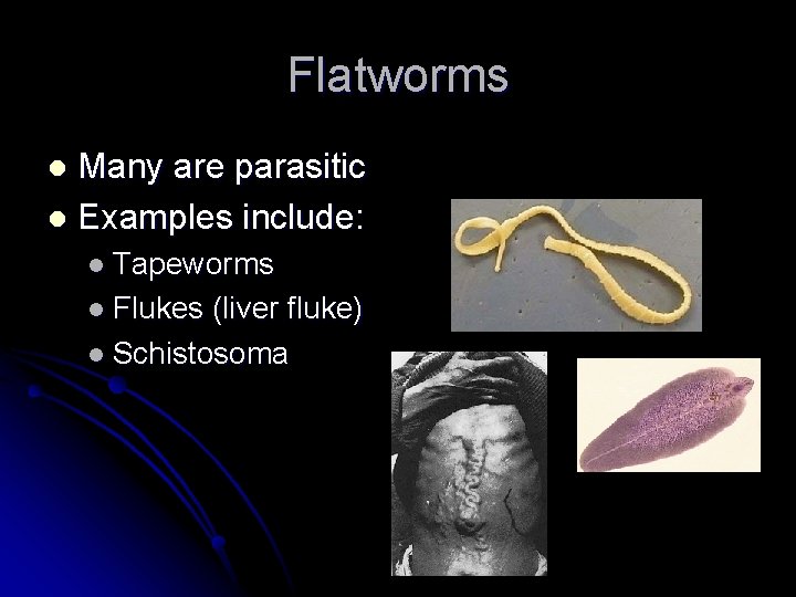 Flatworms Many are parasitic l Examples include: l l Tapeworms l Flukes (liver fluke)