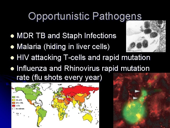 Opportunistic Pathogens MDR TB and Staph Infections l Malaria (hiding in liver cells) l