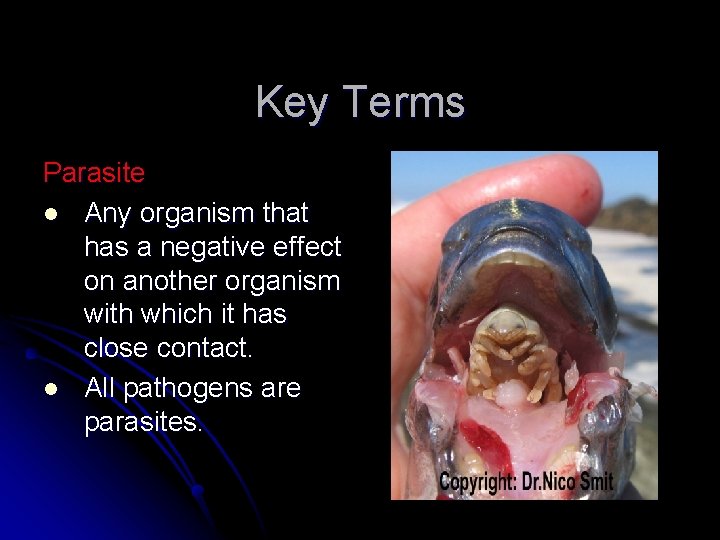 Key Terms Parasite l Any organism that has a negative effect on another organism