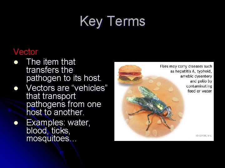Key Terms Vector l The item that transfers the pathogen to its host. l