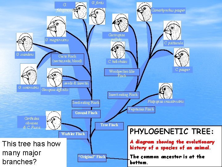 Evolution Part 1 Natural Selection Charles Darwin 1809
