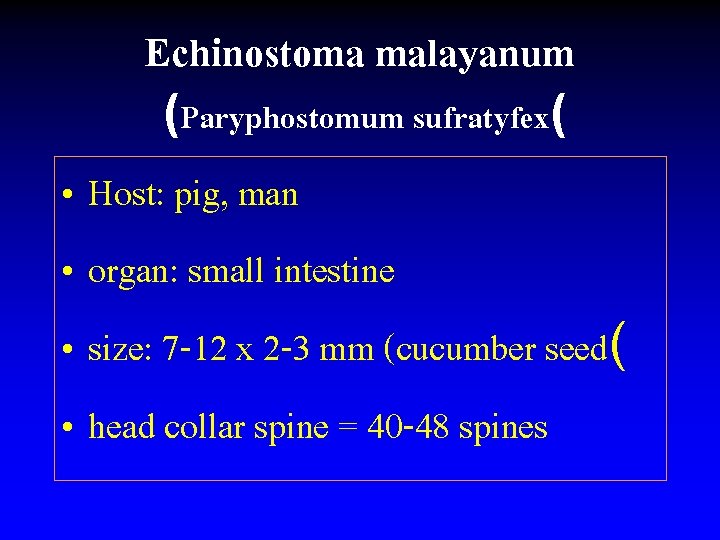 Echinostoma malayanum (Paryphostomum sufratyfex( • Host: pig, man • organ: small intestine • size: