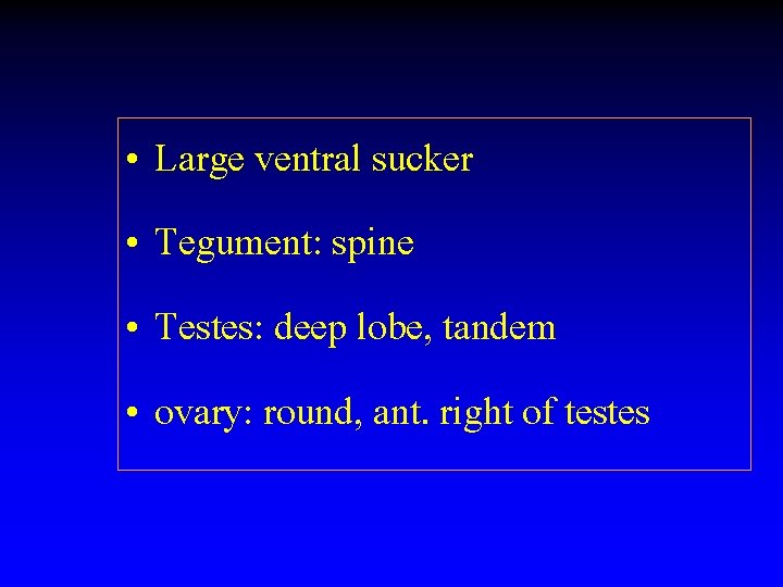  • Large ventral sucker • Tegument: spine • Testes: deep lobe, tandem •