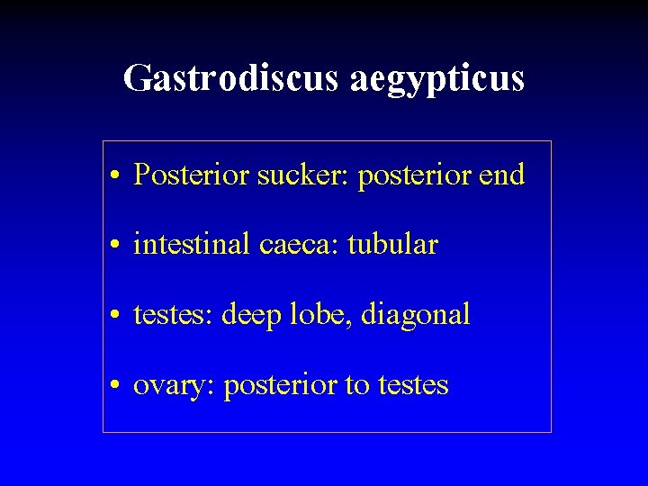 Gastrodiscus aegypticus • Posterior sucker: posterior end • intestinal caeca: tubular • testes: deep