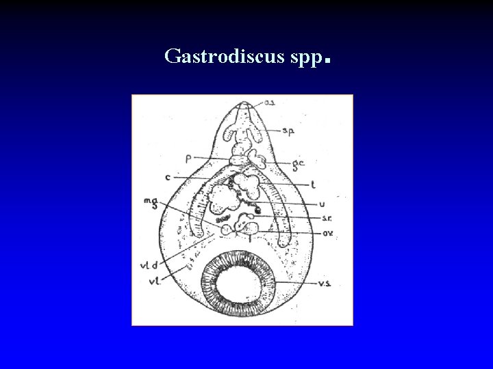Gastrodiscus spp. 