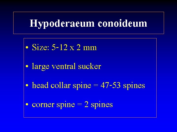 Hypoderaeum conoideum • Size: 5 -12 x 2 mm • large ventral sucker •
