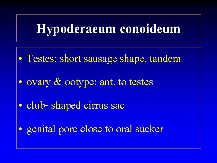 Hypoderaeum conoideum • Testes: short sausage shape, tandem • ovary & ootype: ant. to