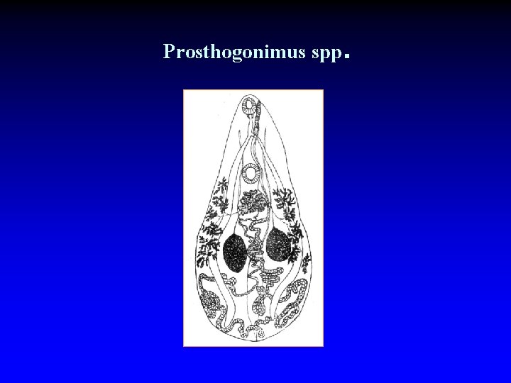 Prosthogonimus spp. 
