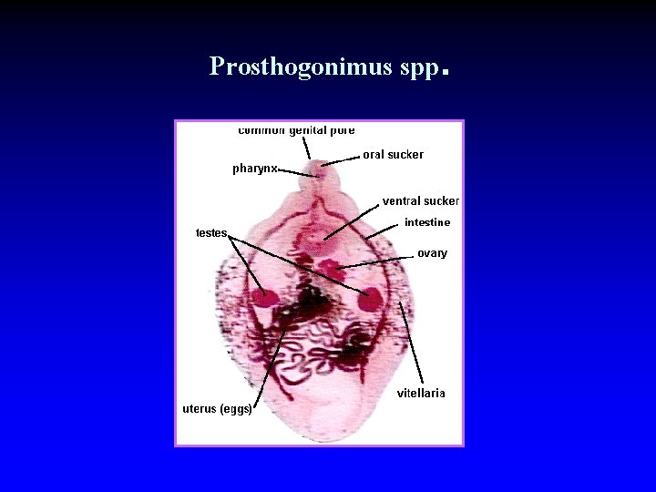 Prosthogonimus spp. 