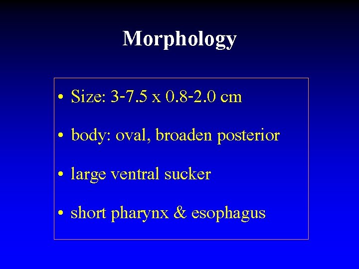 Morphology • Size: 3 -7. 5 x 0. 8 -2. 0 cm • body: