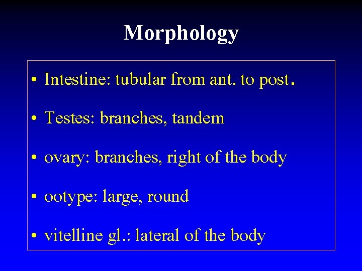 Morphology • Intestine: tubular from ant. to post. • Testes: branches, tandem • ovary: