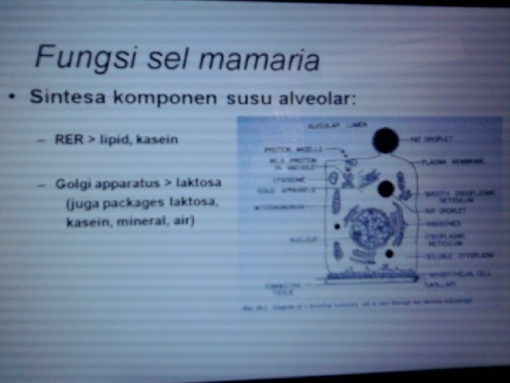 FUNGSI SEL MAMARIA 