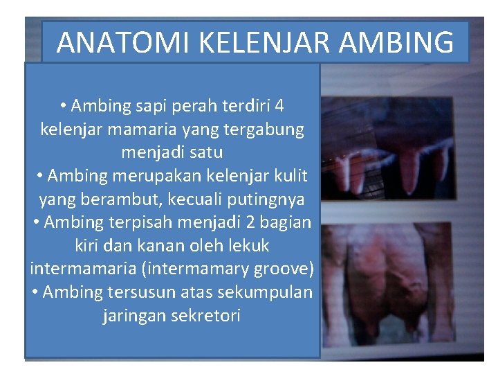 ANATOMI KELENJAR AMBING • Ambing sapi perah terdiri 4 kelenjar mamaria yang tergabung menjadi