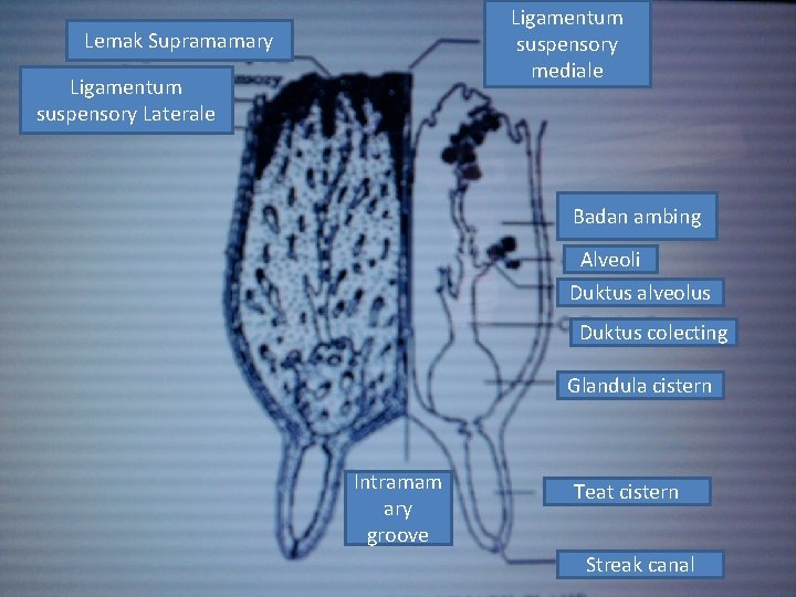 Ligamentum suspensory mediale Lemak Supramamary Ligamentum suspensory Laterale Badan ambing Alveoli Duktus alveolus Duktus