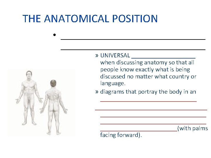 THE ANATOMICAL POSITION • _______________________________ » UNIVERSAL __________ when discussing anatomy so that all